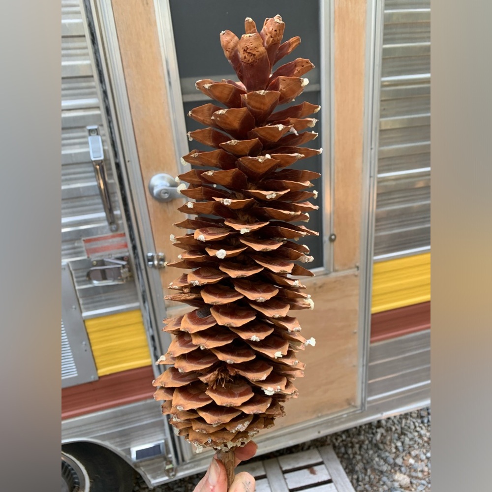 Huge Sugar Pine 13” Pine Cone All Natural